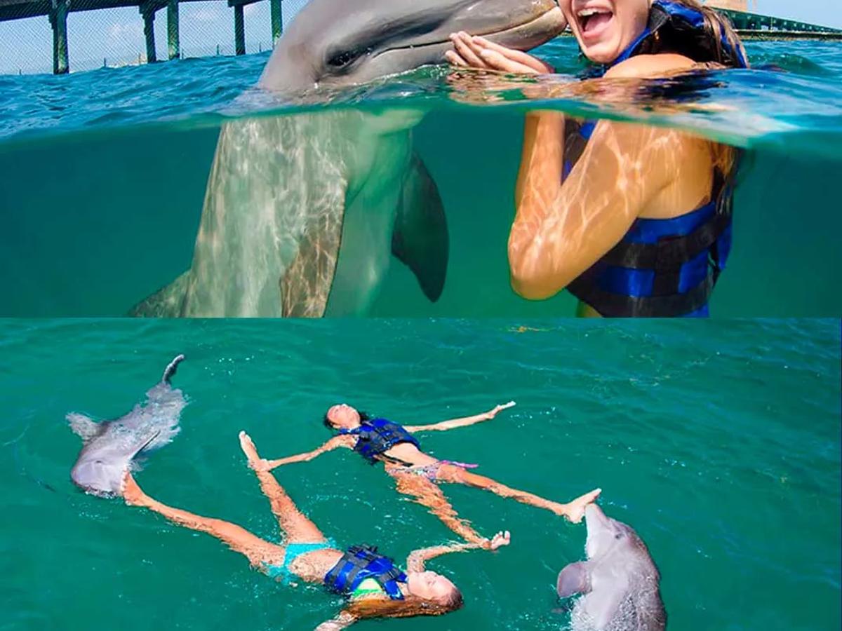 Swim with Dolphins Explorer image 1