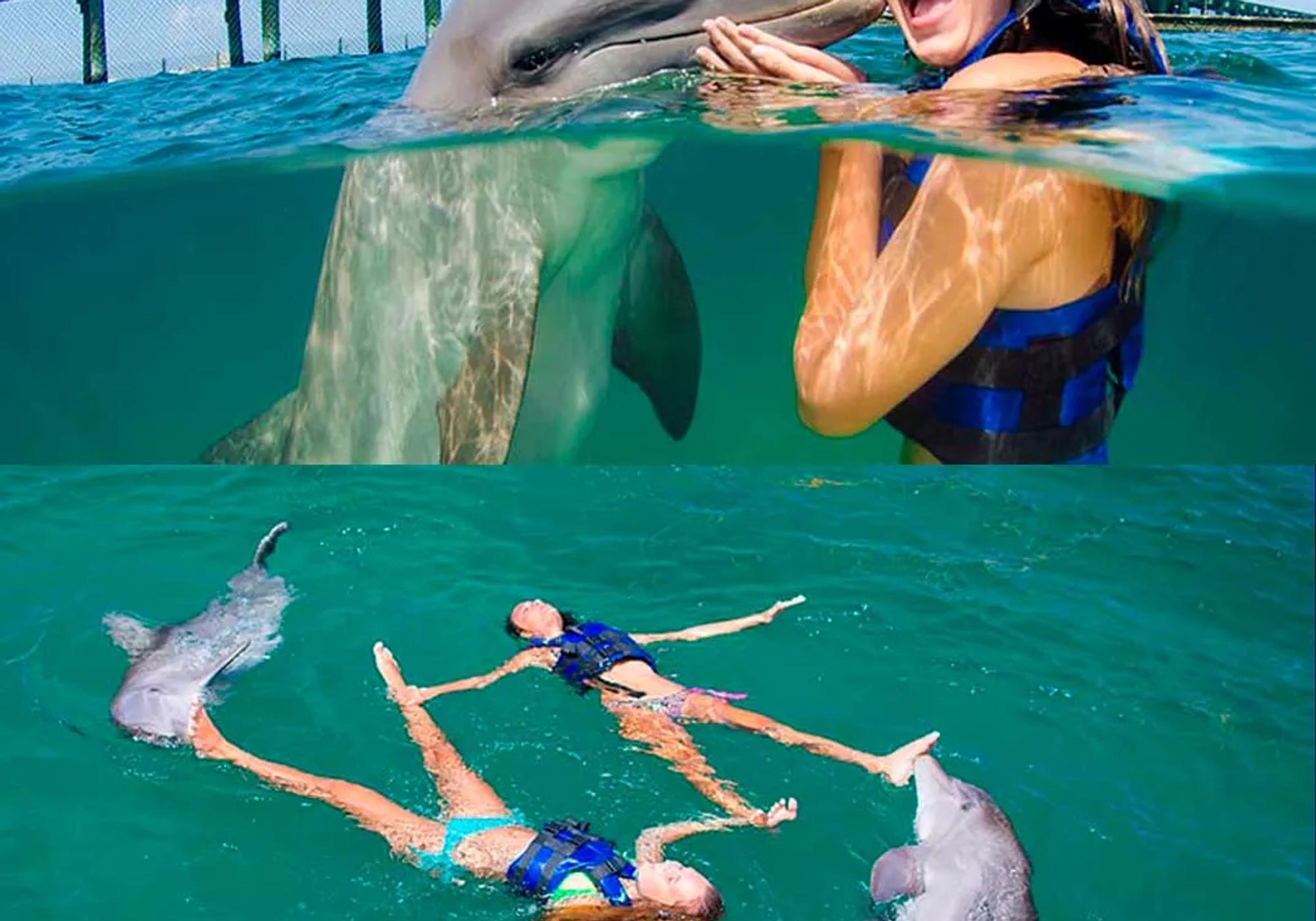 Swim with Dolphins Explorer gallery 1