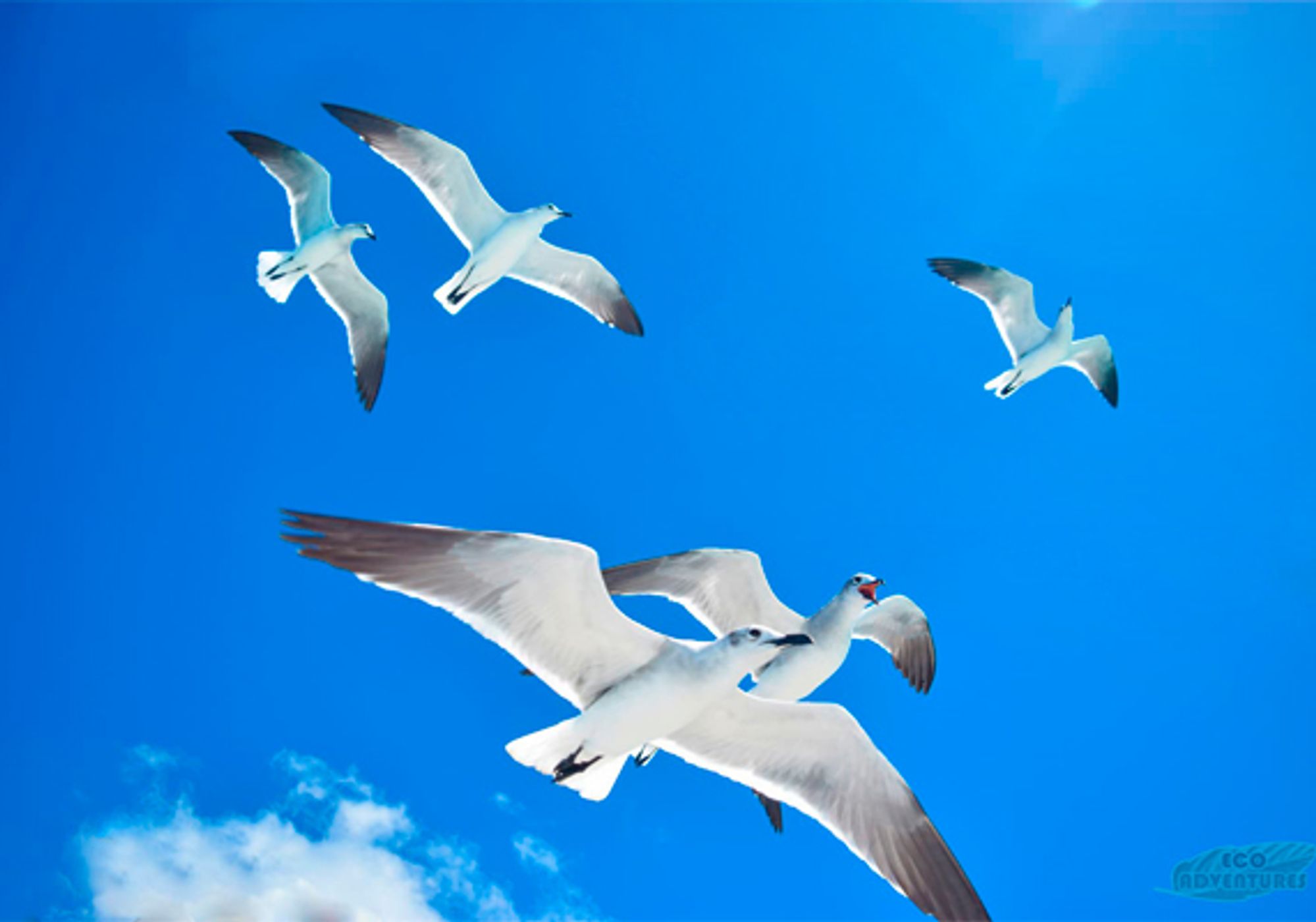 Saona Island + Monkeyland Combo gallery 5