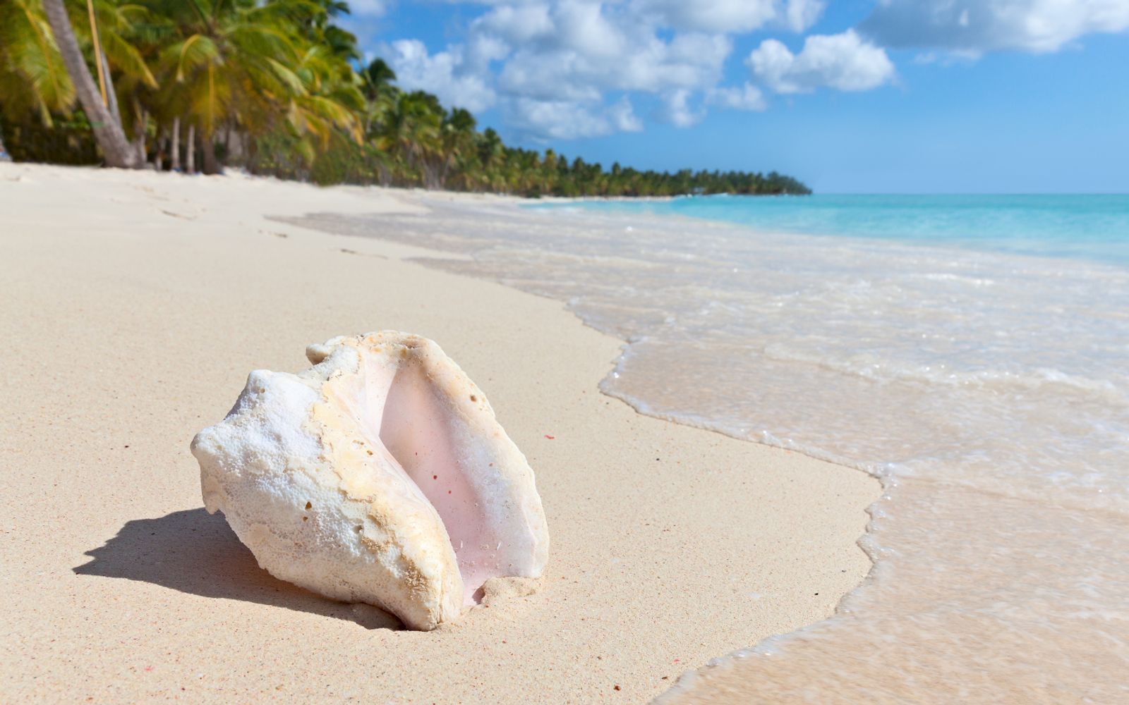 Tour Clásico a Isla Saona image 1