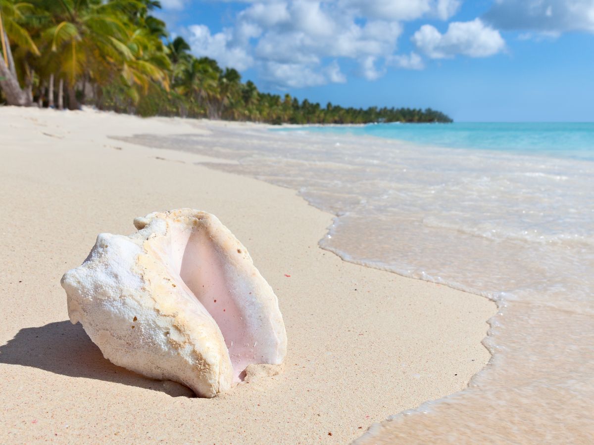 Tour Clásico a Isla Saona image 1