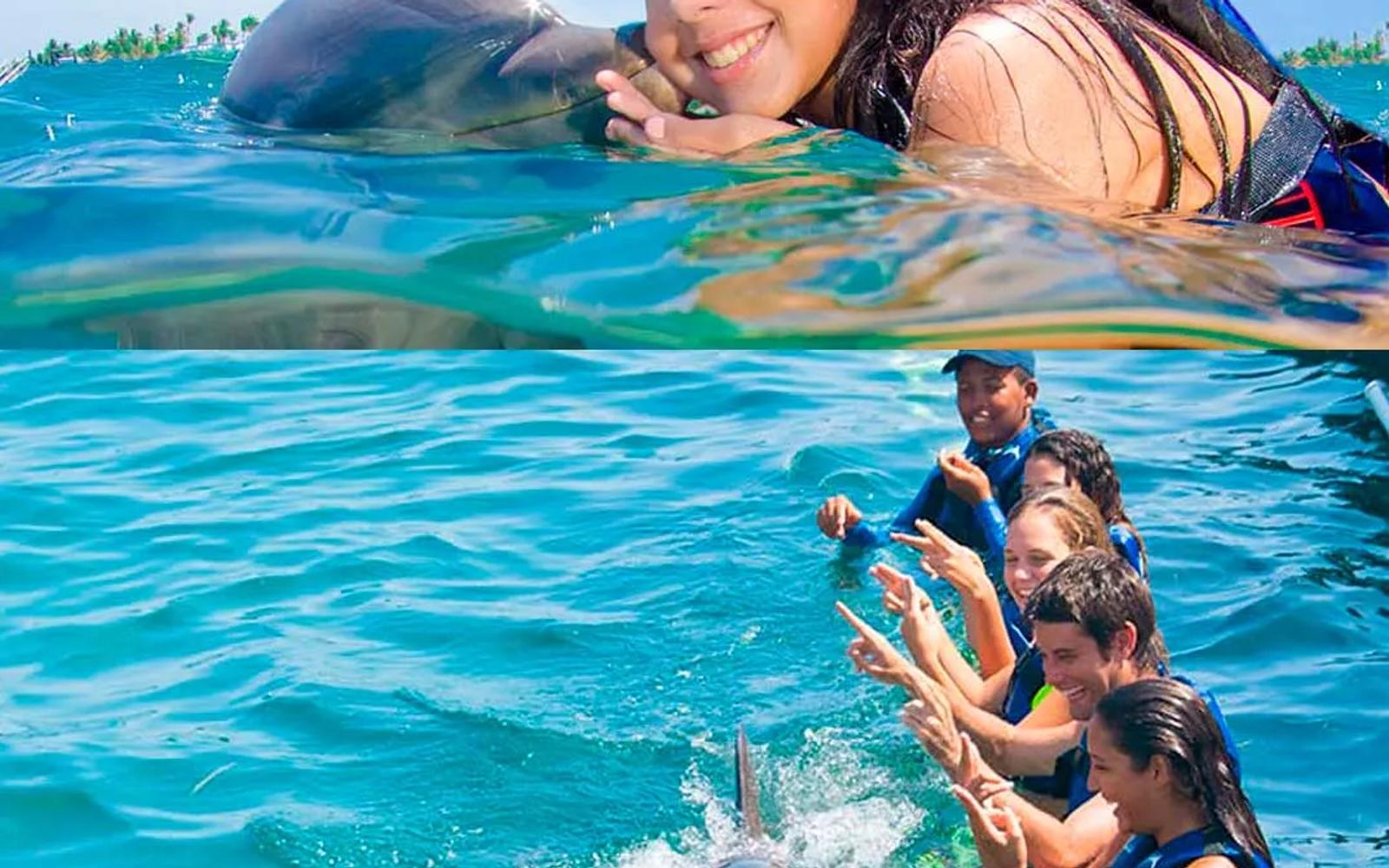 Swim with Dolphins Explorer image 3