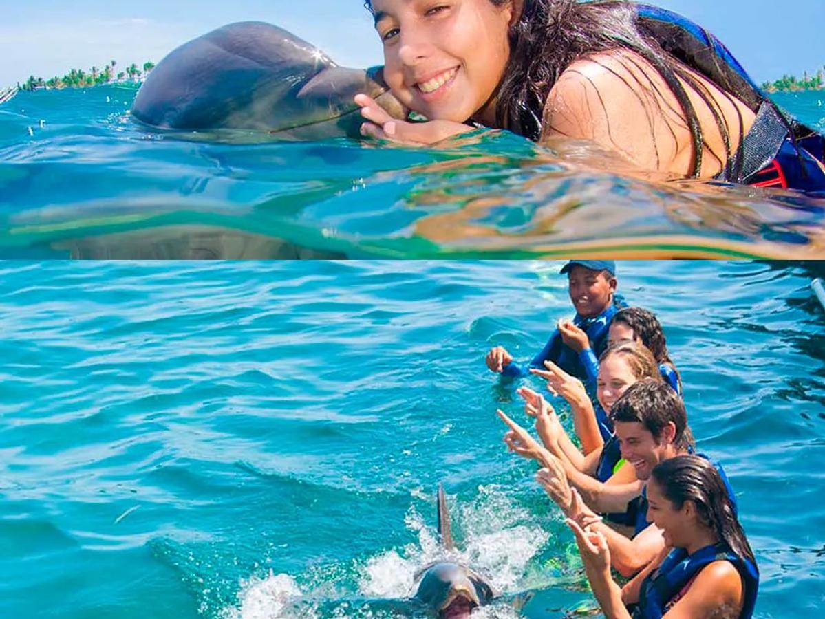 Swim with Dolphins Explorer image 3