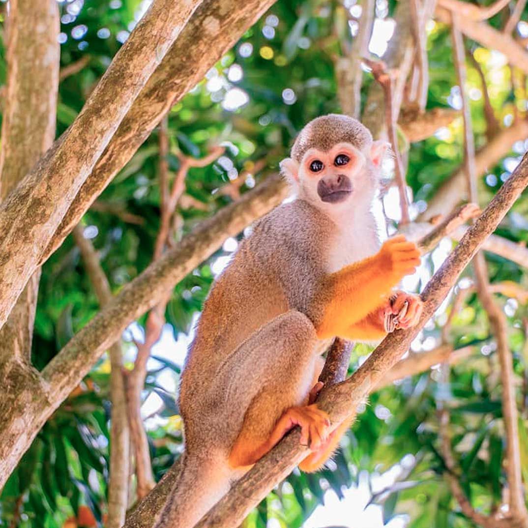 Monkeyland Safari Punta Cana — 2