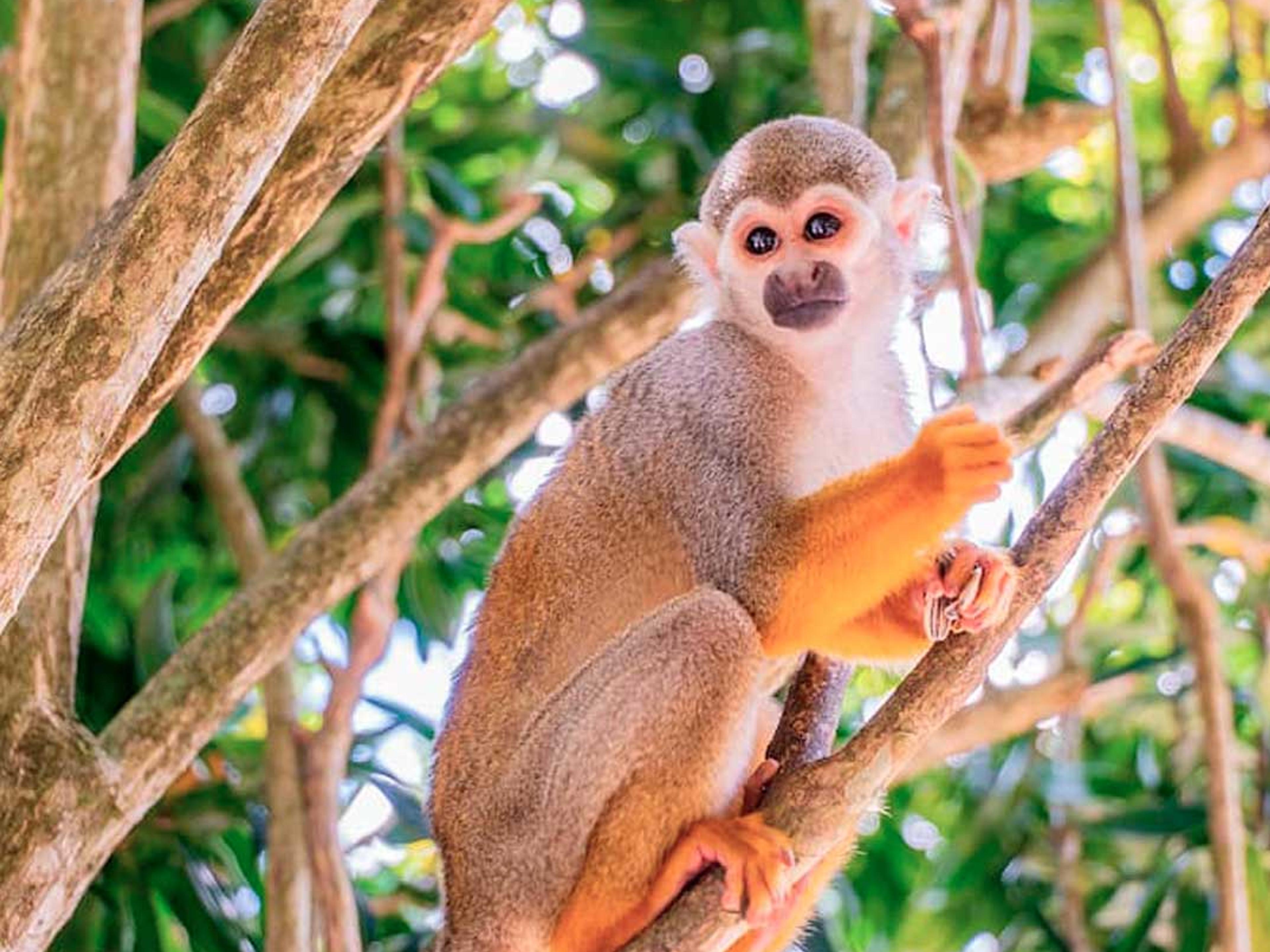 Monkeyland Safari Punta Cana — 2