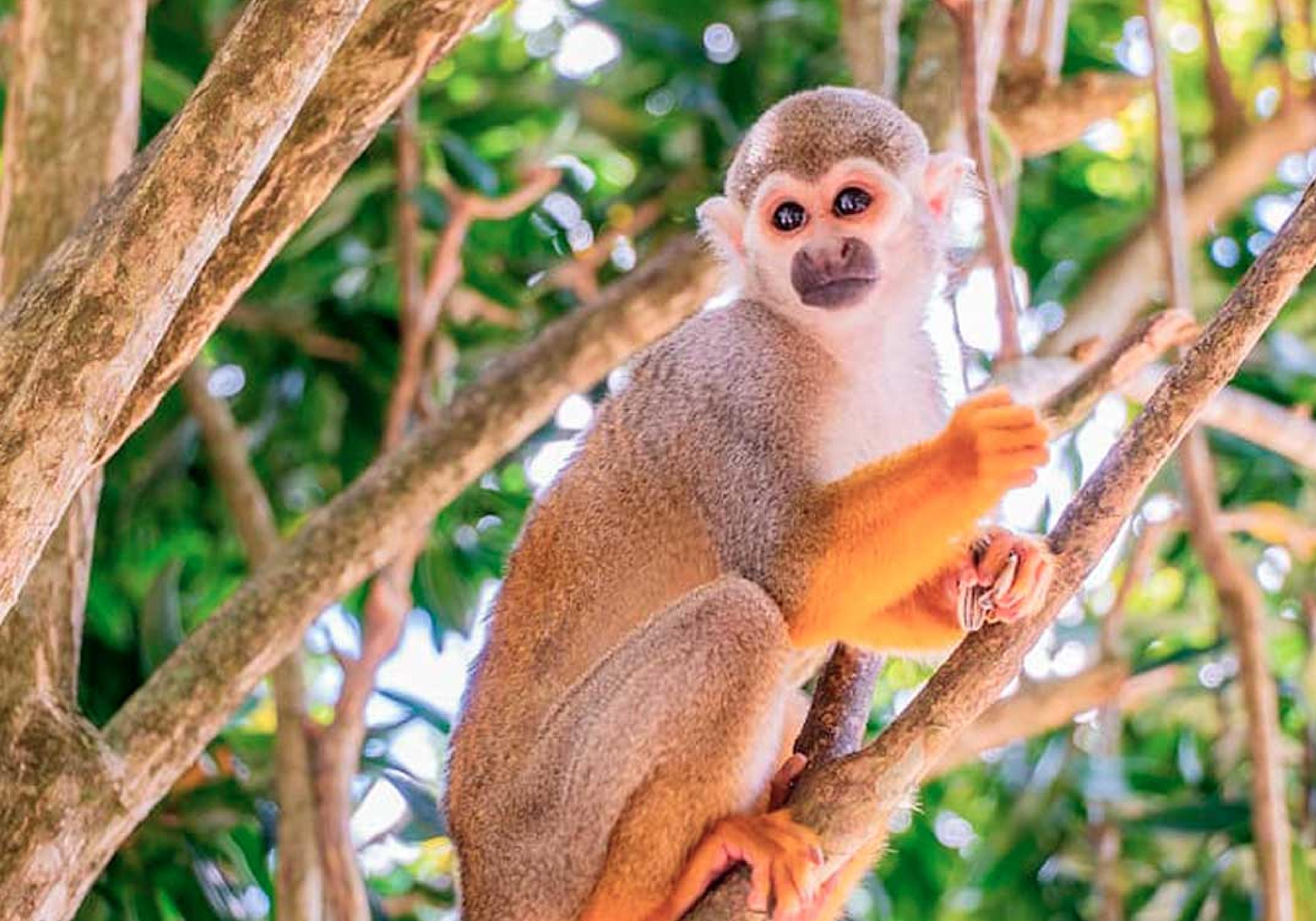 Monkeyland Safari Punta Cana — 2