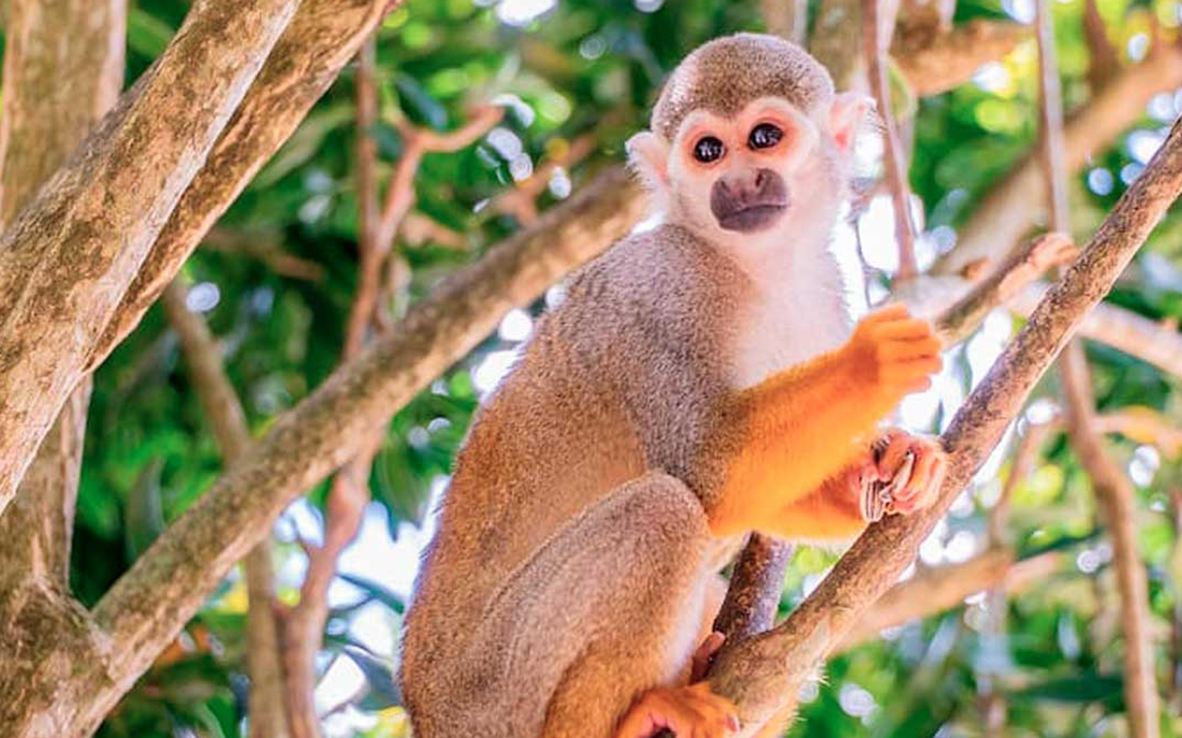 Monkeyland Safari Punta Cana — 2