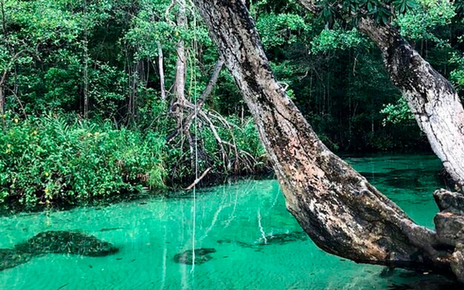 Full Day Tour in Samana Serenity image 2