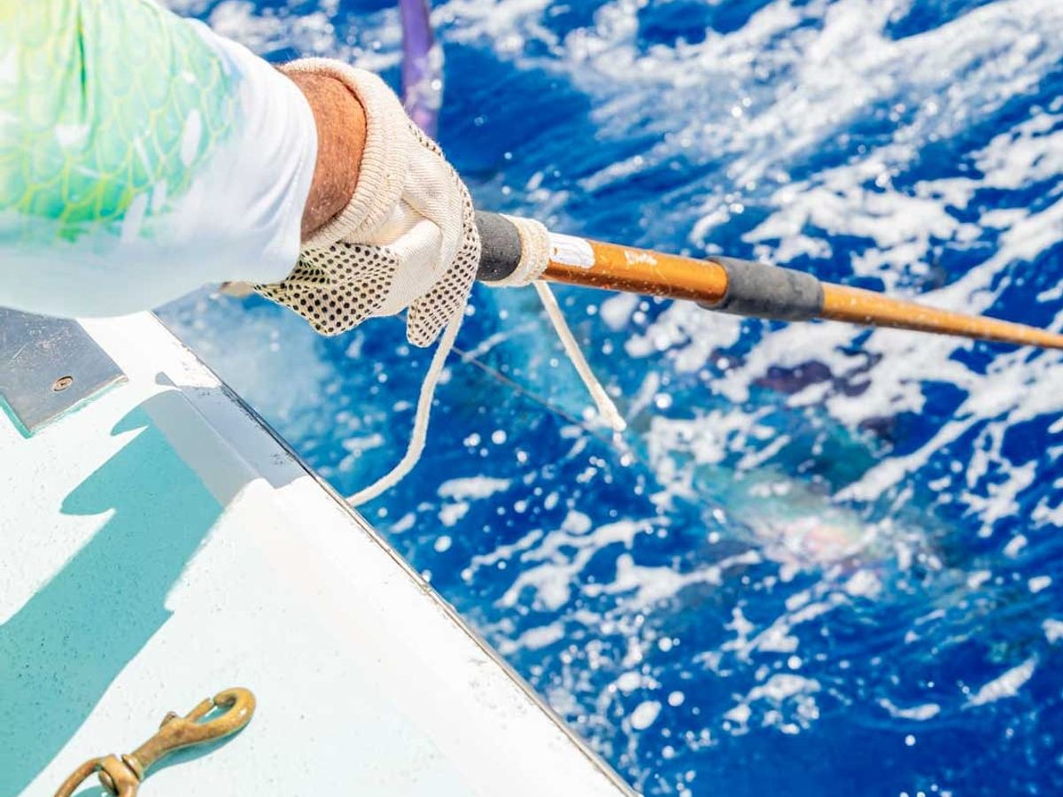 Deep Sea Fishing Share image 3