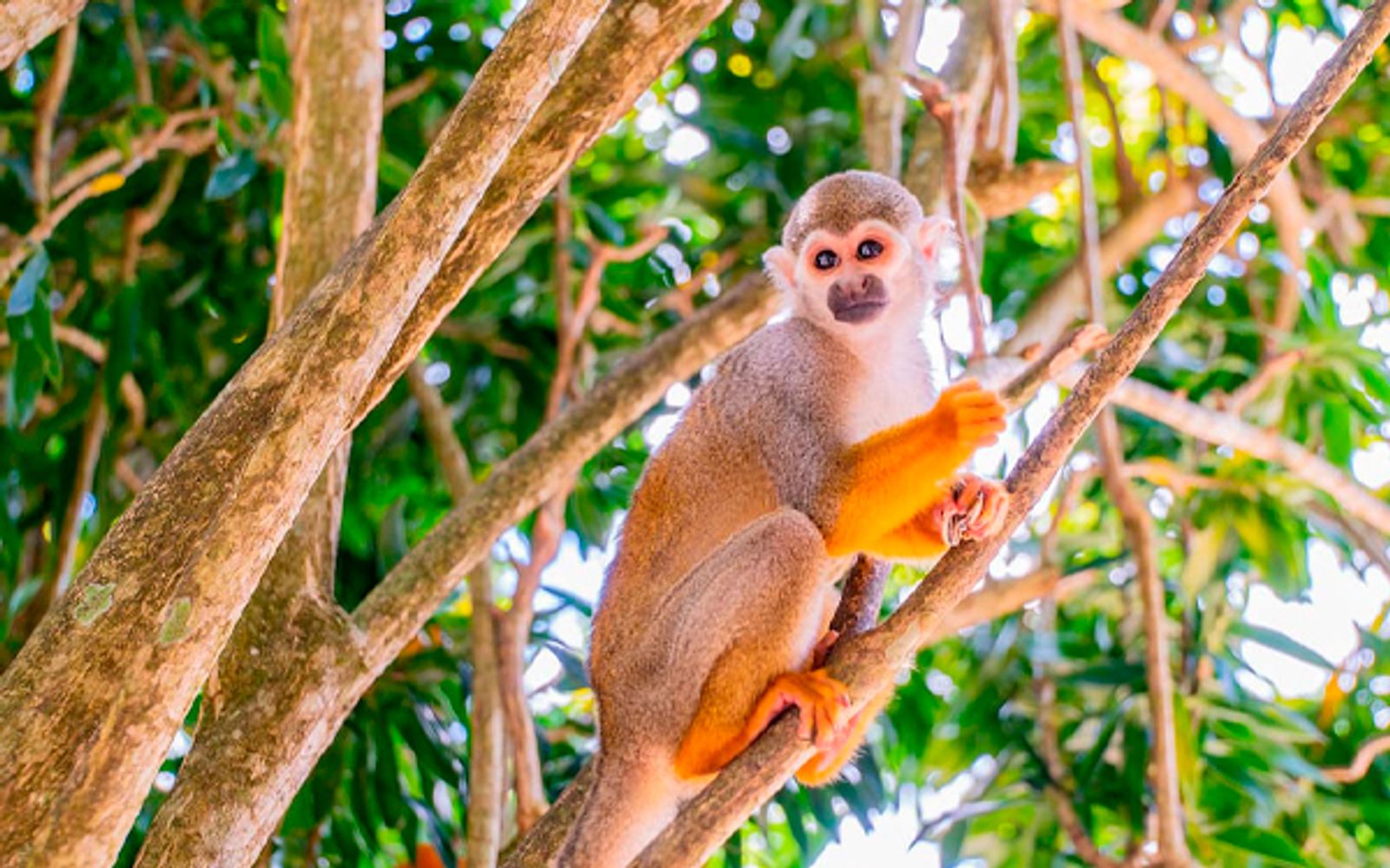 Saona Island + Monkeyland Combo image 3
