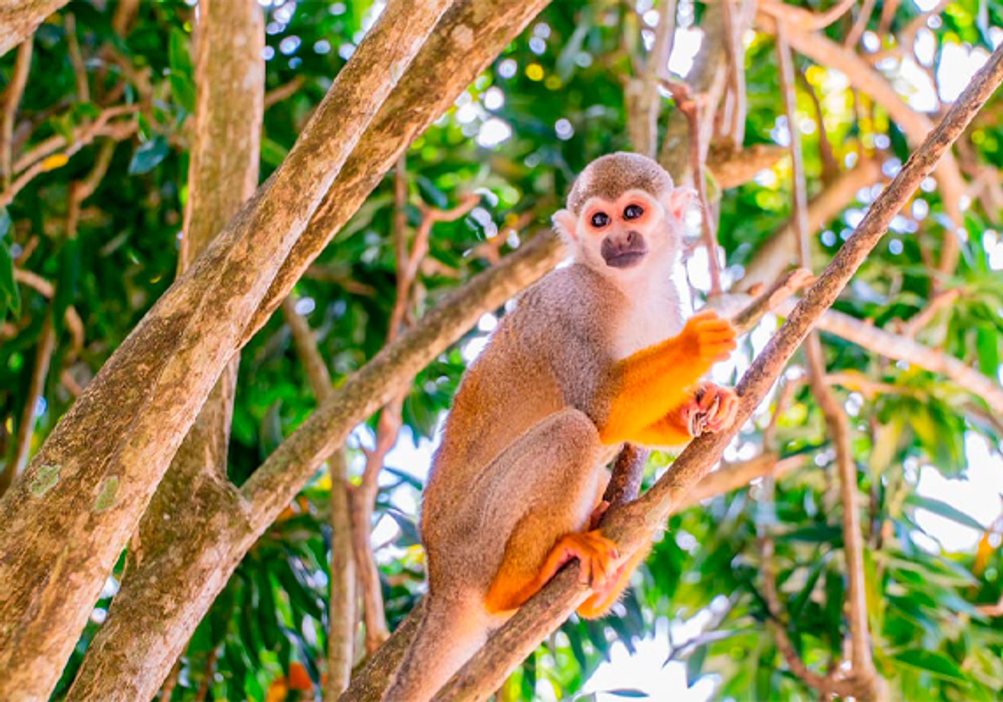 Triple Adventures Punta Cana gallery 4