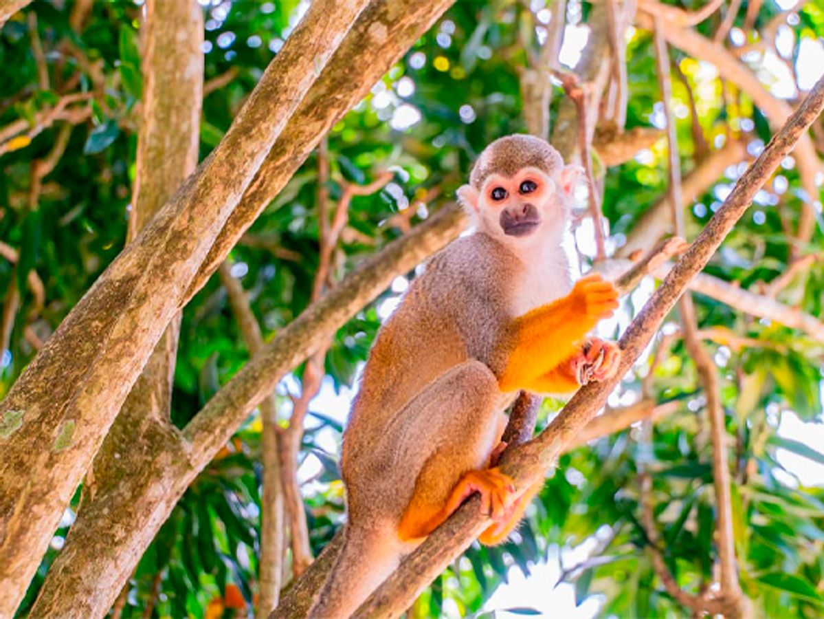 Saona Island + Monkeyland Combo image 3