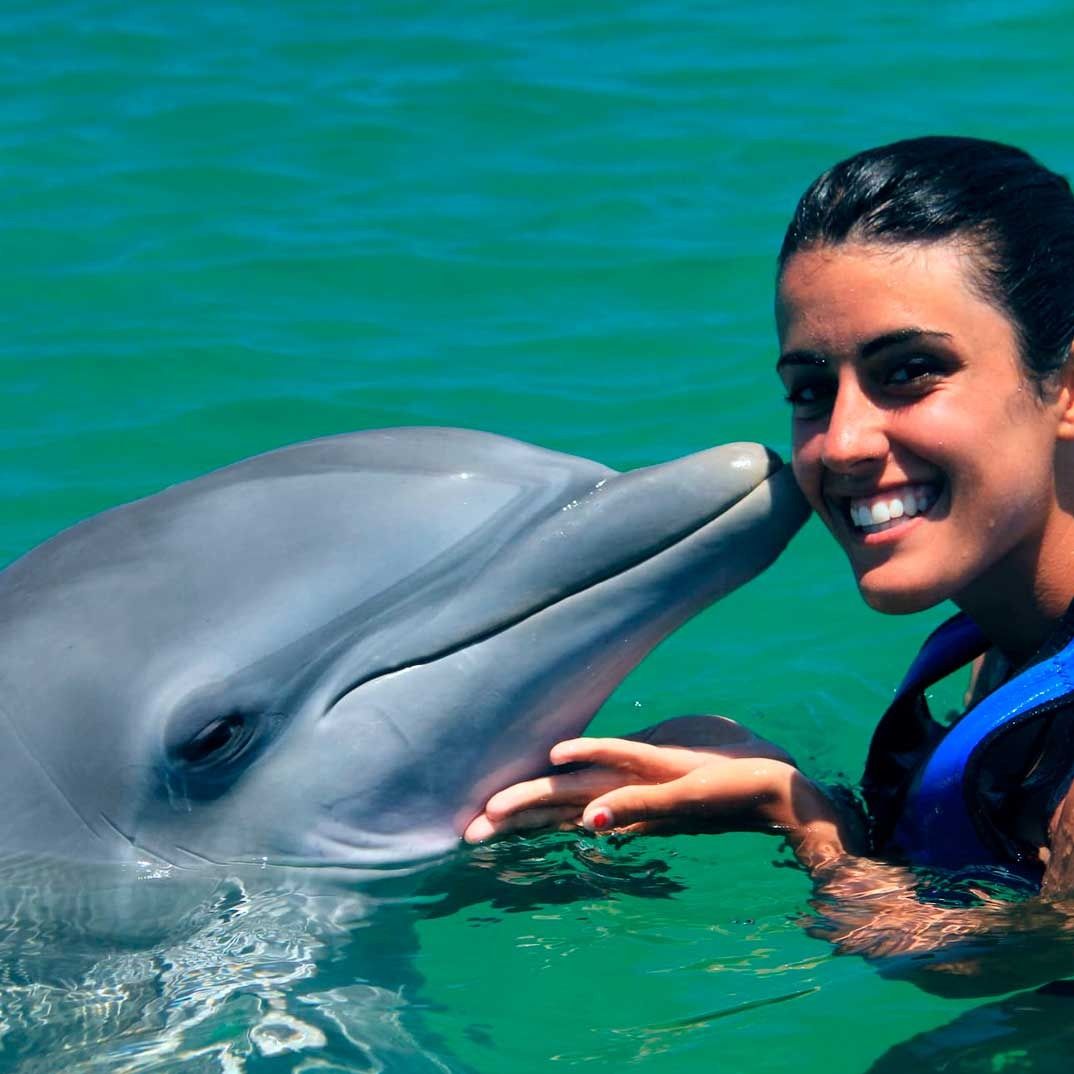 Swim with Dolphins Explorer
