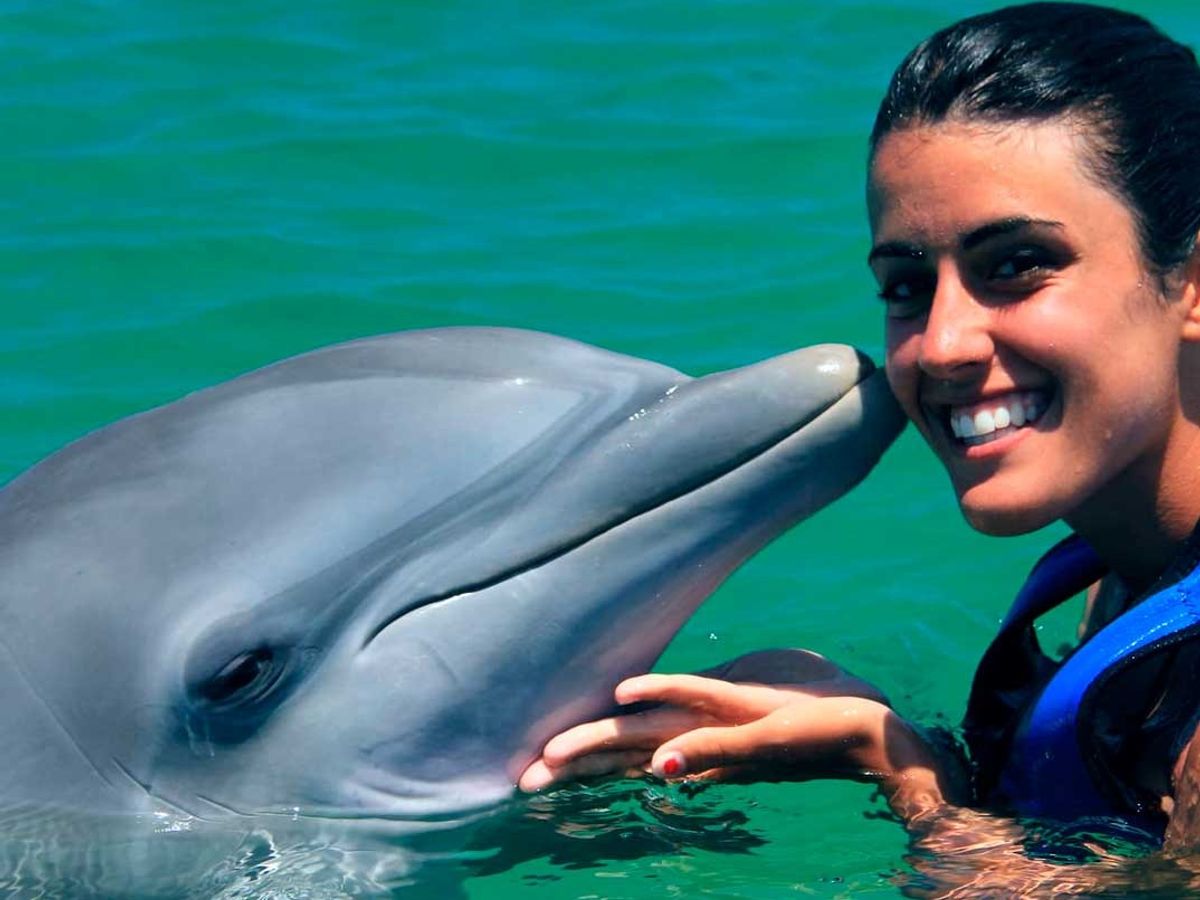 Dolphin Funtastic image 3
