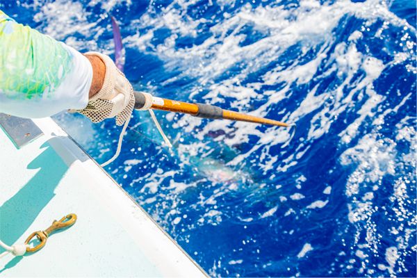 Deep Sea Fishing Private — 2