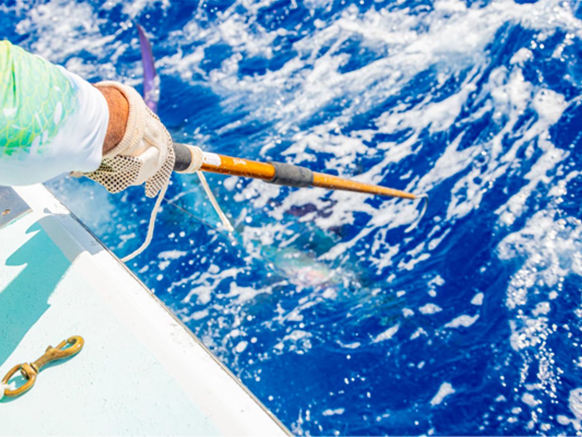 Deep Sea Fishing Private image 2