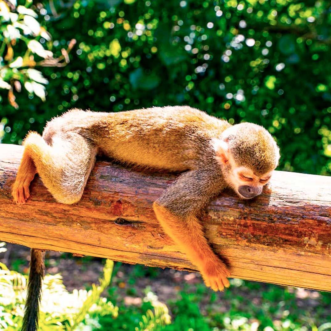 Monkeyland Safari Punta Cana — 5