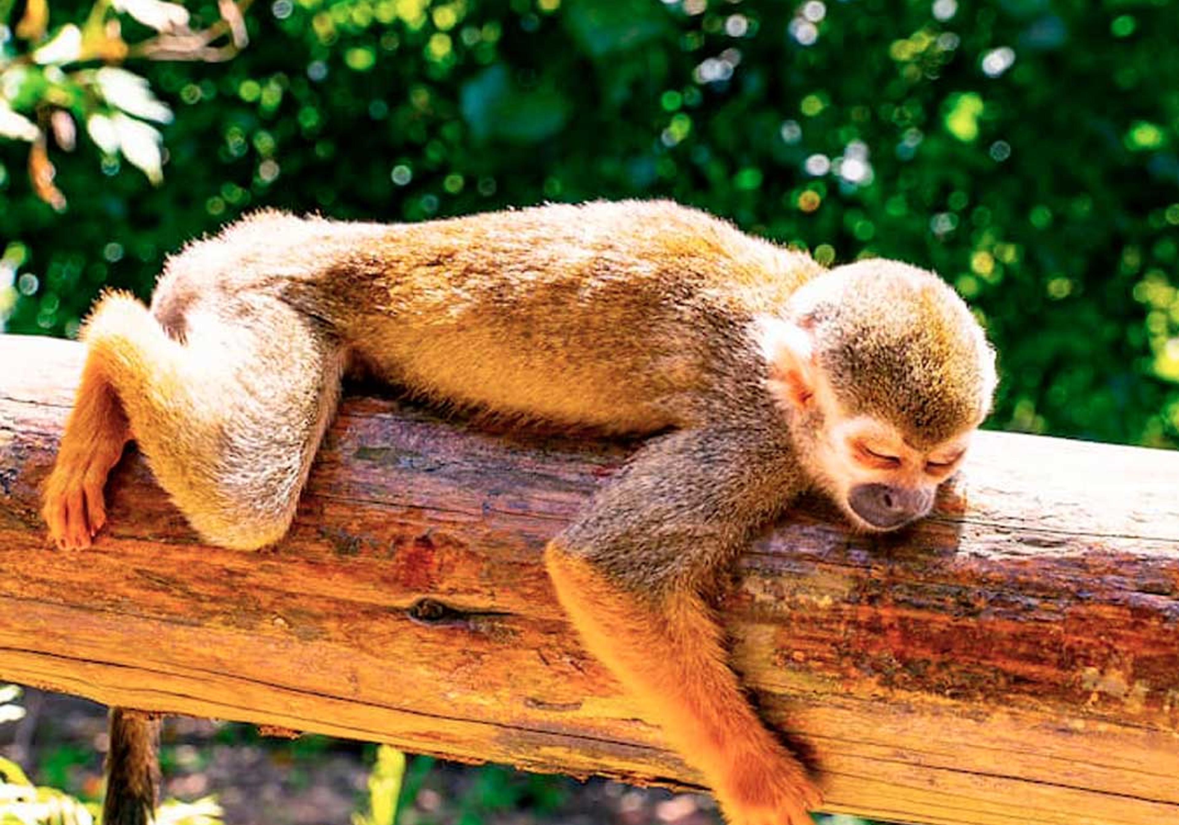 Monkeyland Safari Punta Cana — 5