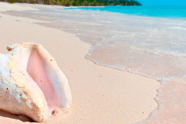 Saona Island + Monkeyland Combo