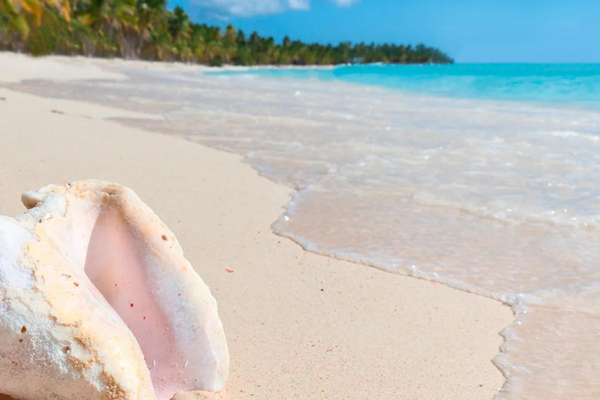 Saona Island VIP: A Tropical Escape to Remember