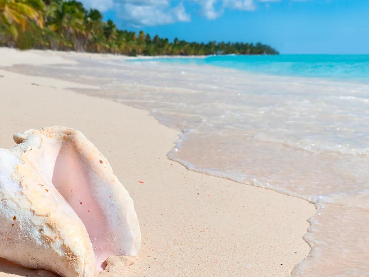 Saona Island Classic Tour image 1