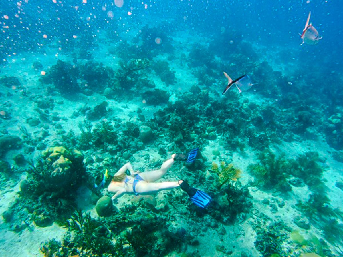 Visite VIP de l'île Catalina avec déjeuner régulier image 3
