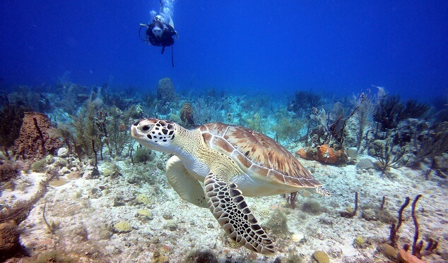 Sea Turtles in the Dominican Republic: When, Where, and How to See Them Responsibly