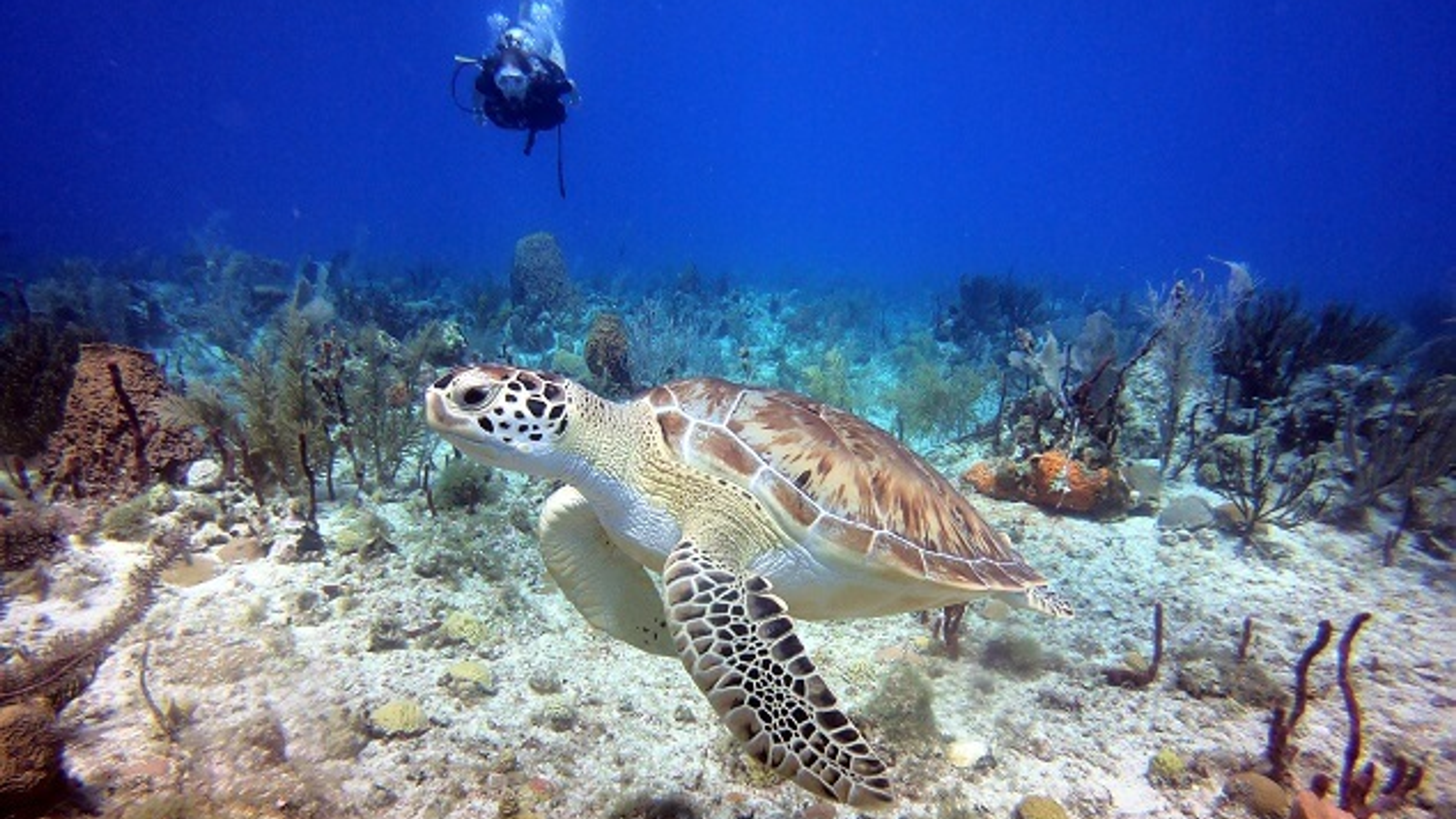 Sea Turtles in the Dominican Republic: When, Where, and How to See Them Responsibly