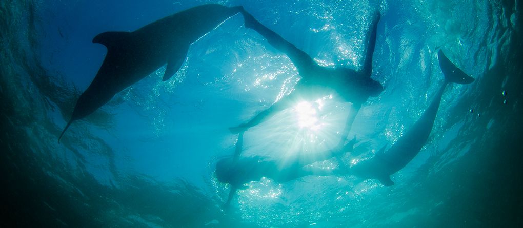 Nado con delfines Supremacy — 5