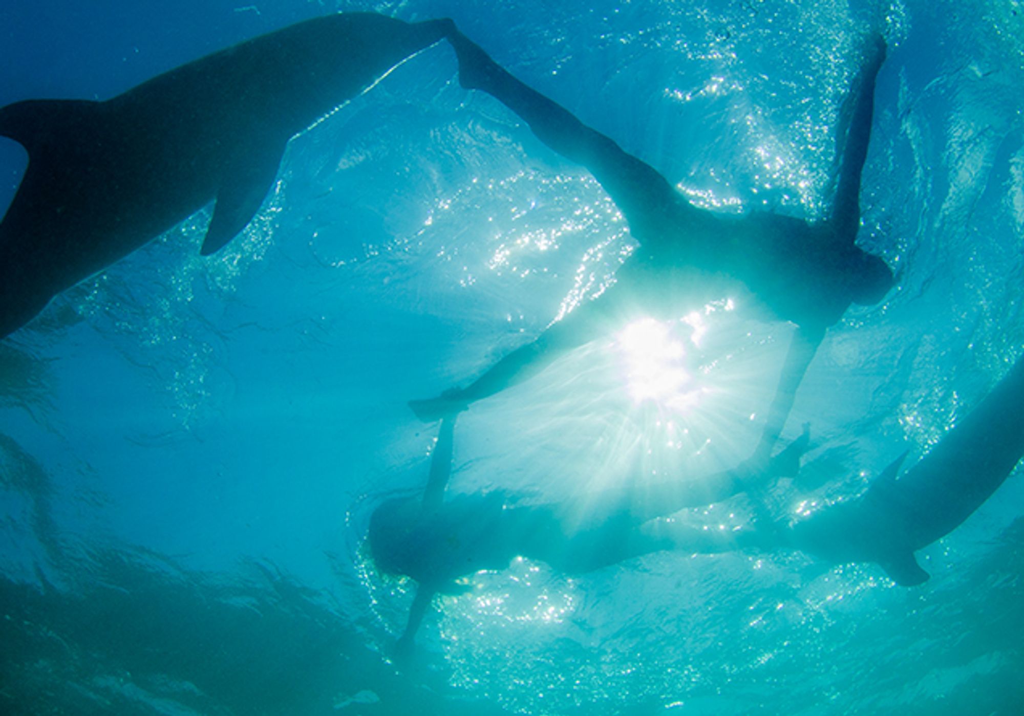 Swim with Dolphins Supremacy gallery 5