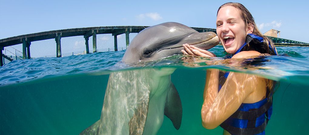 Swim with Dolphins Supremacy