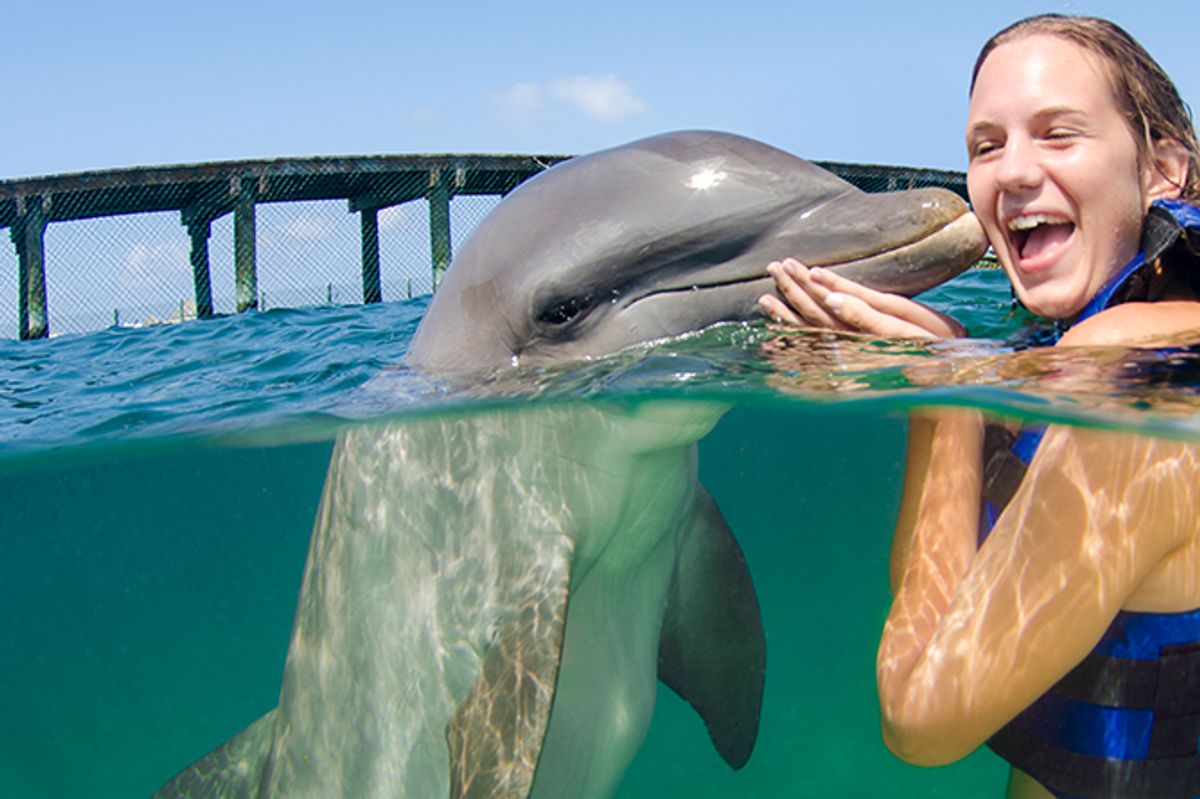 Swim with Dolphins Supremacy