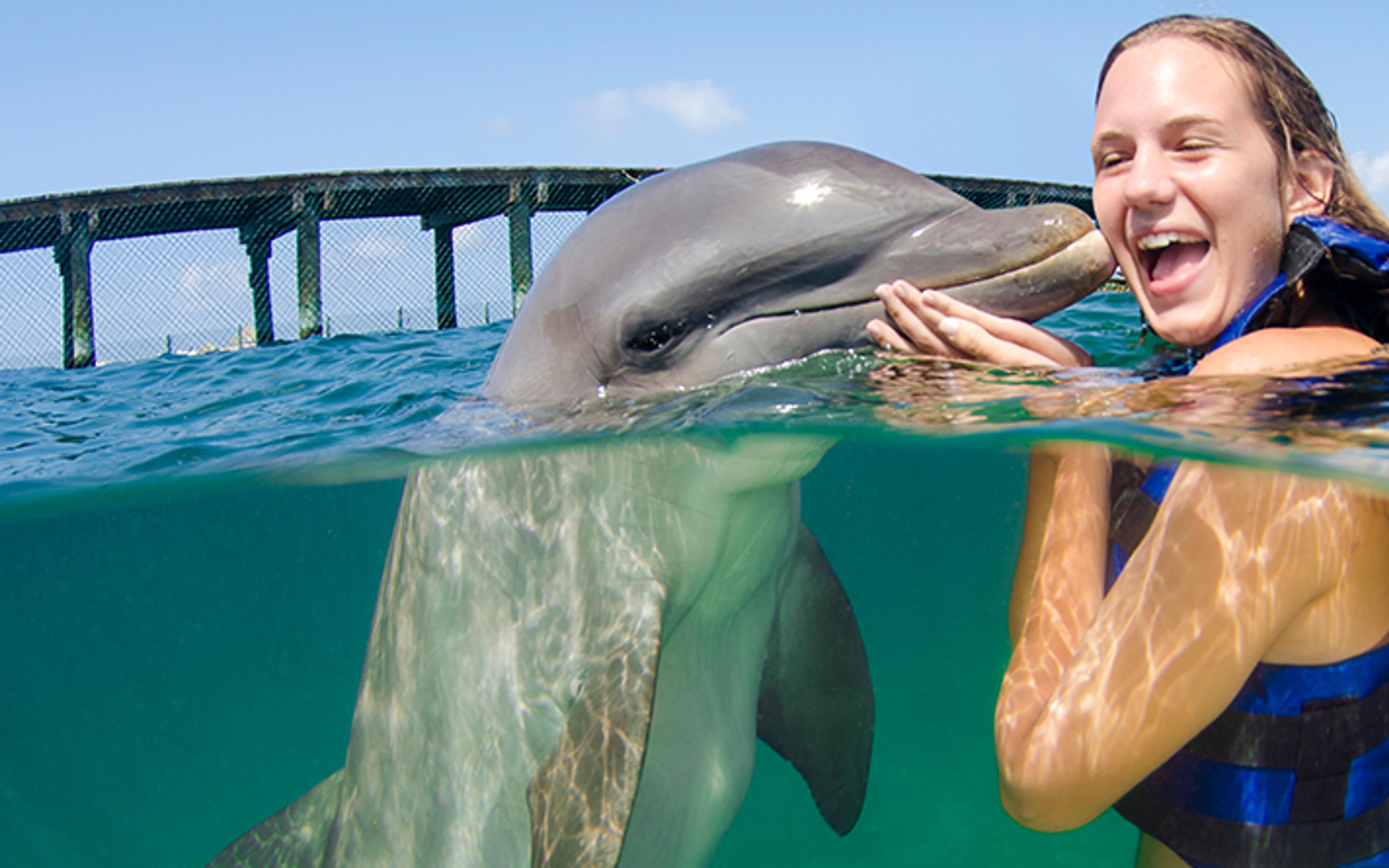Nado con delfines Supremacy — 1