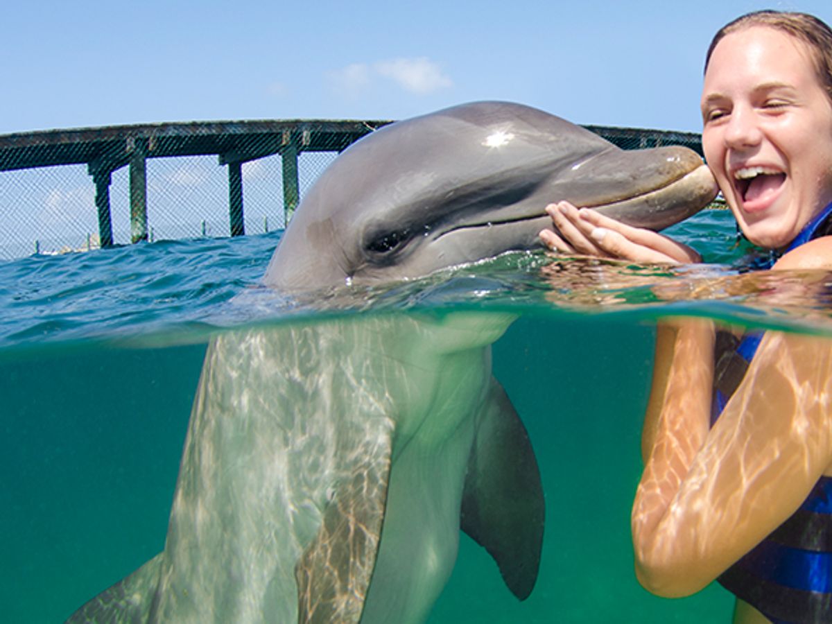 Swim with Dolphins Supremacy image 1