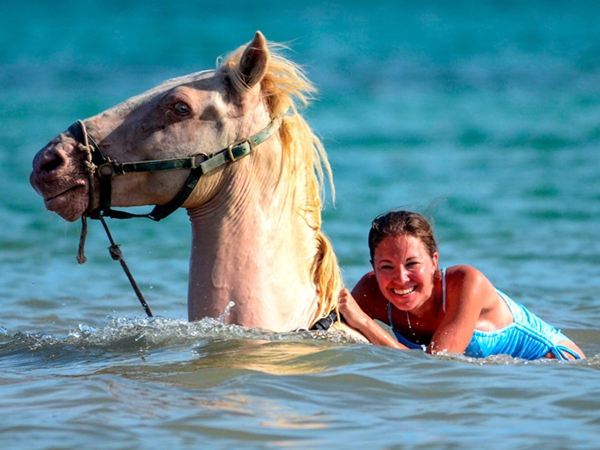 Swim With Horses in Punta Cana image 1