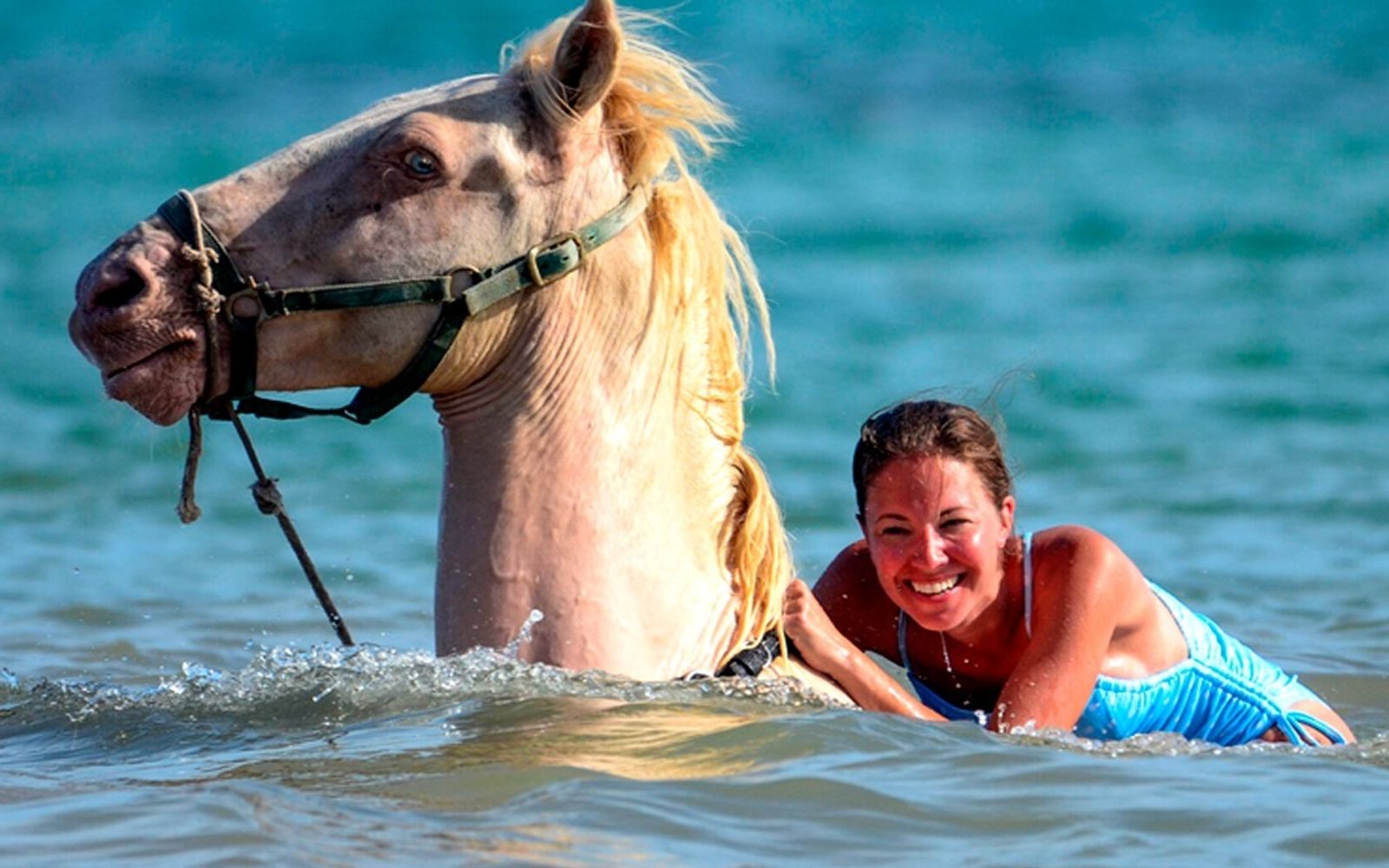 Swim With Horses in Punta Cana image 1