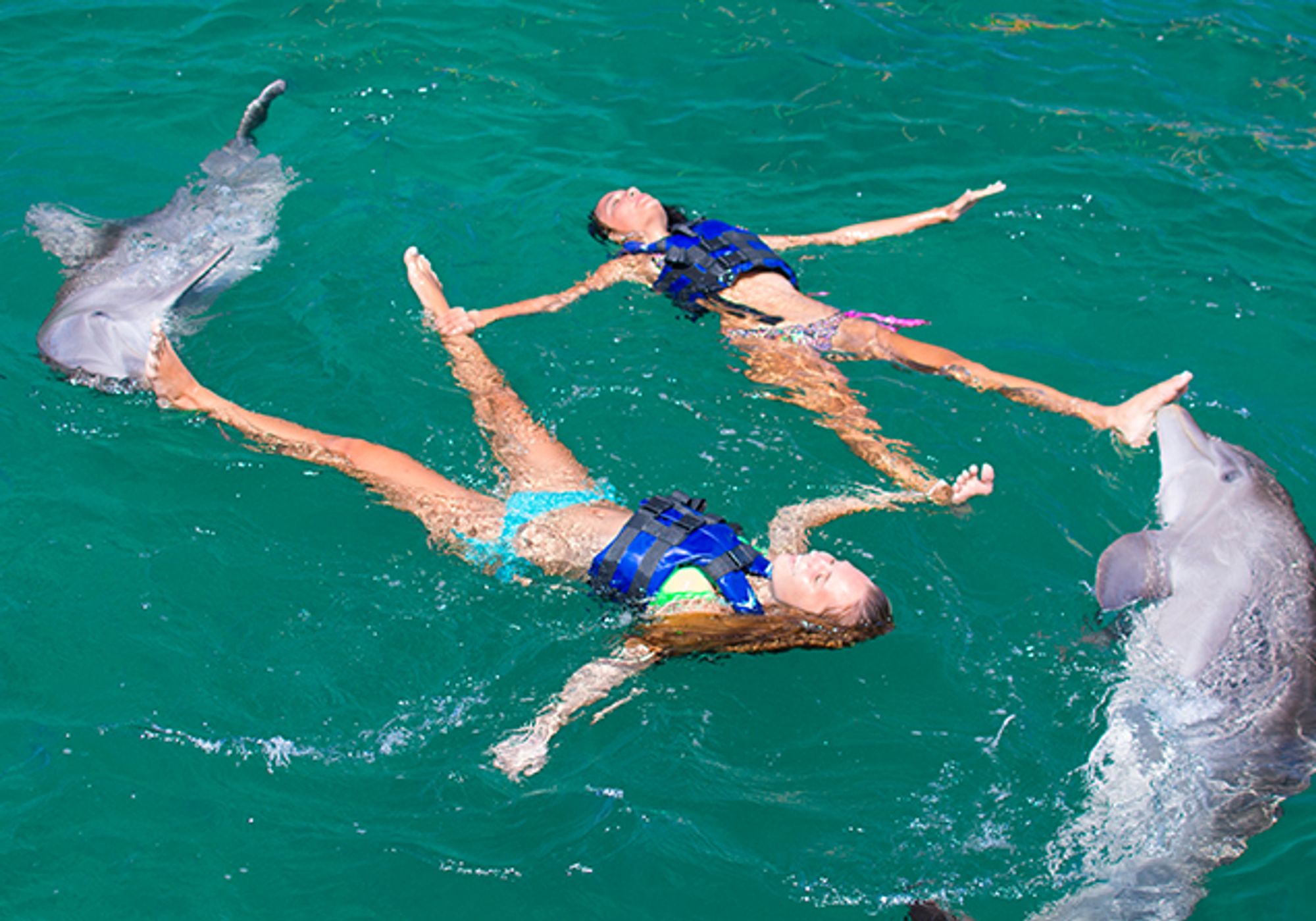 Swim with Dolphins Supremacy gallery 4