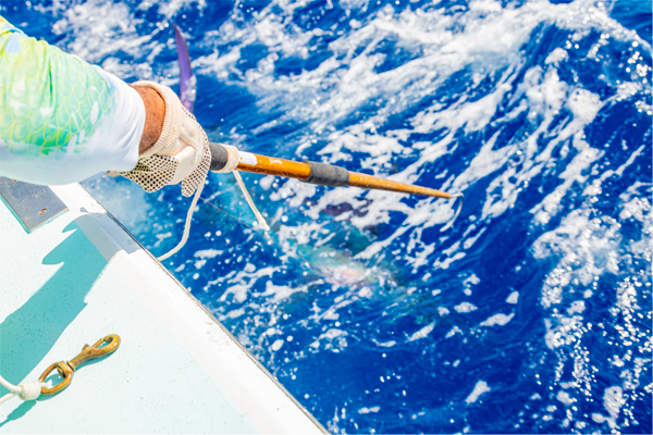Pesca Costera Familiar de 36 pies — 4