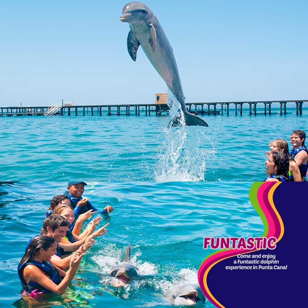 Dolphin Funtastic