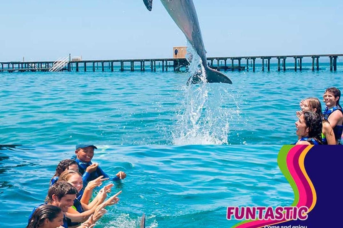 Dolphin Funtastic