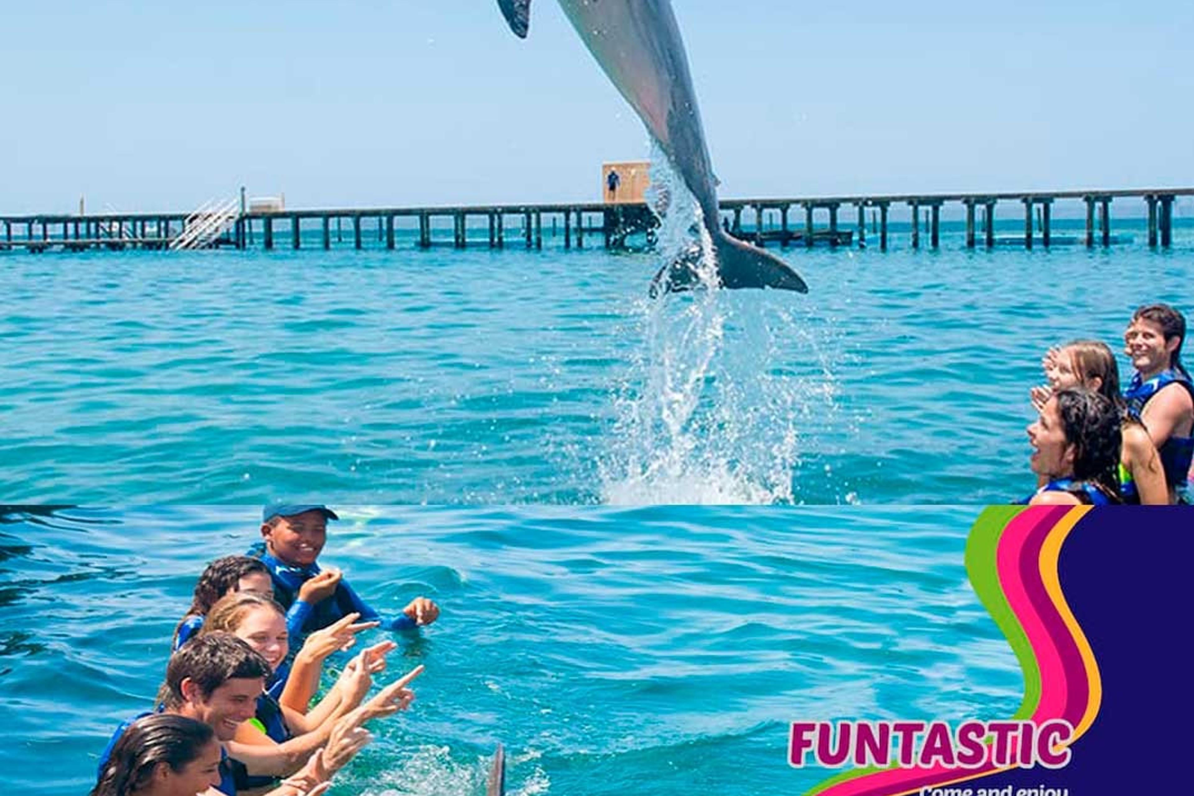 Dolphin Funtastic