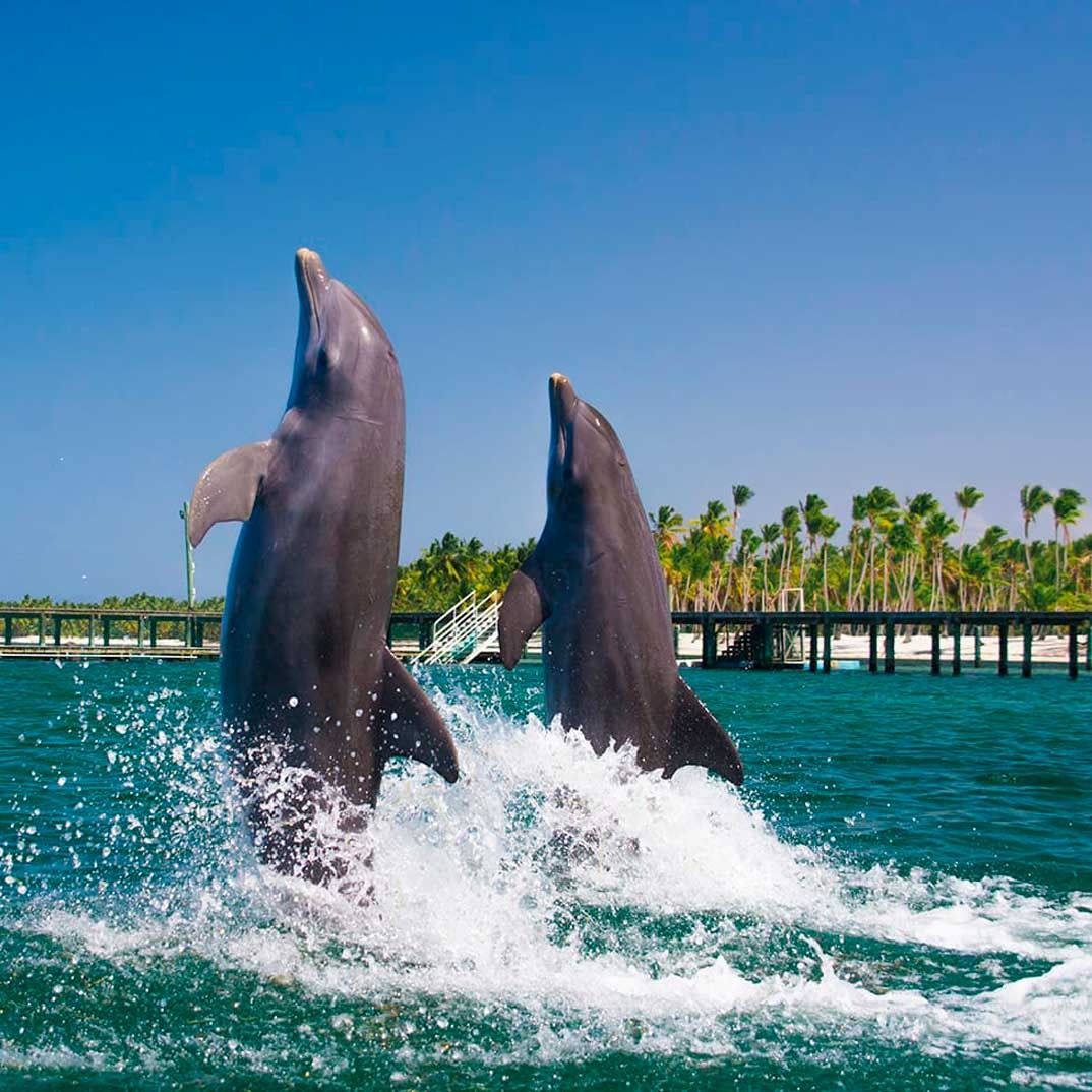 Dolphin Funtastic — 2