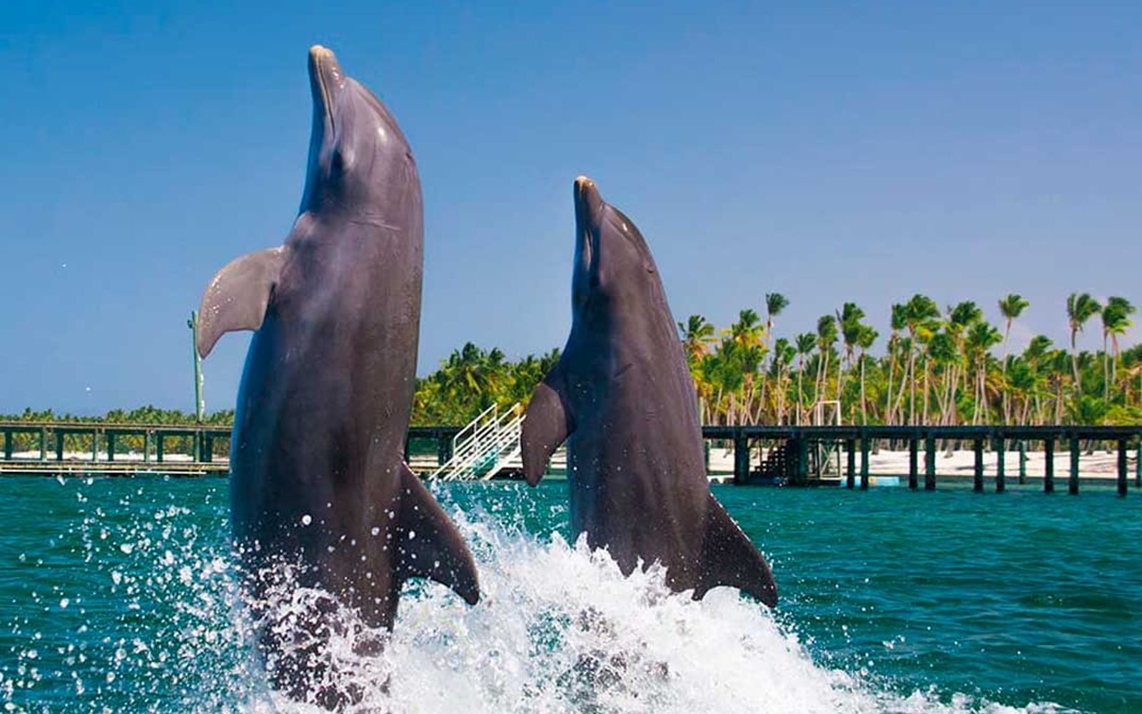 Dolphin Funtastic image 2