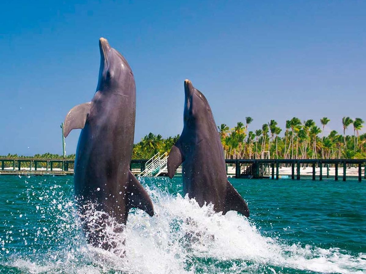 Dolphin Funtastic image 2