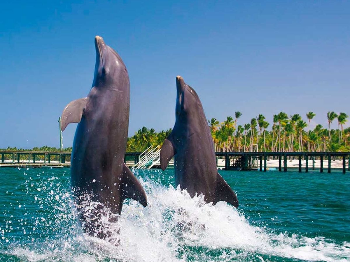 Dolphin Funtastic image 2