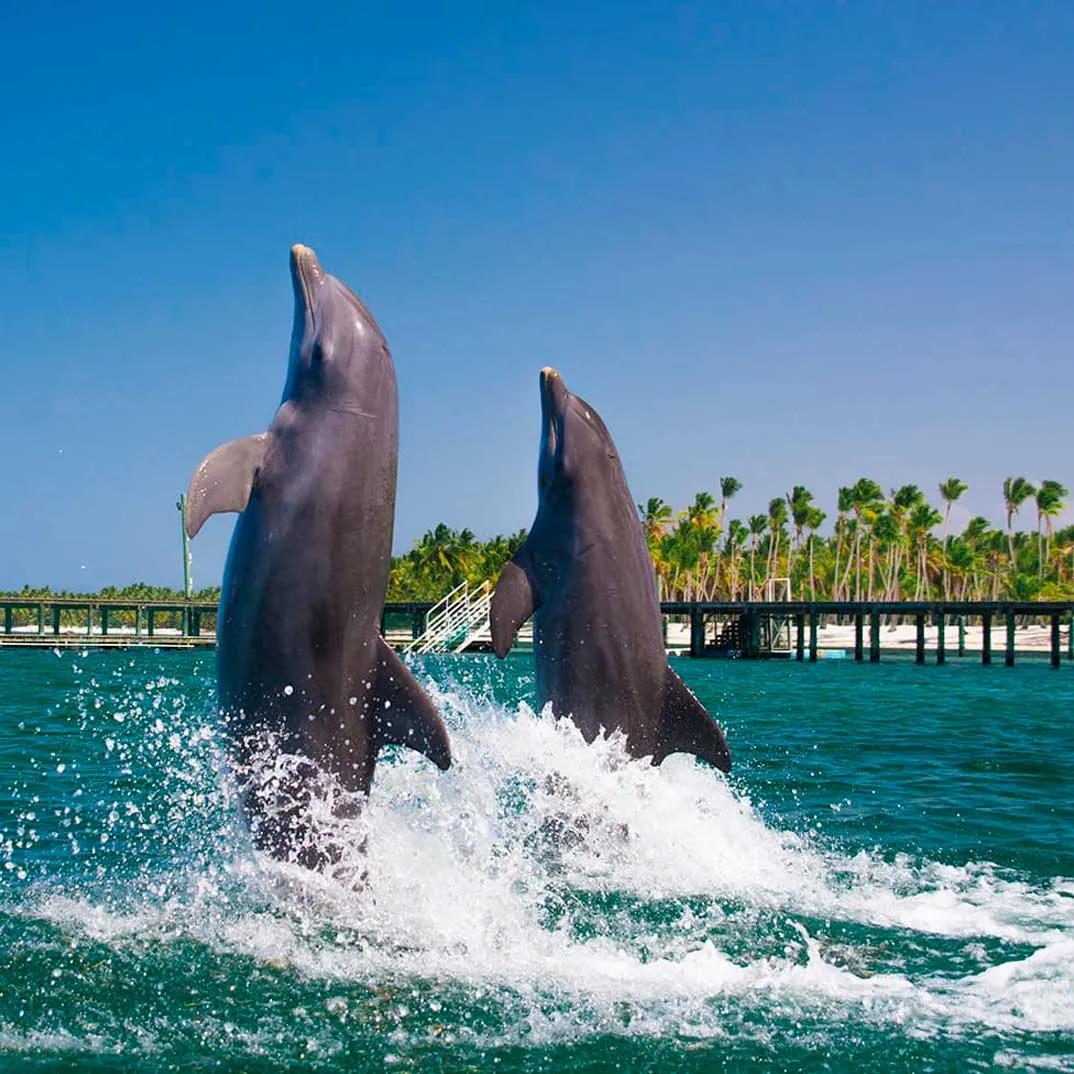 Swim with Dolphins Explorer — 4