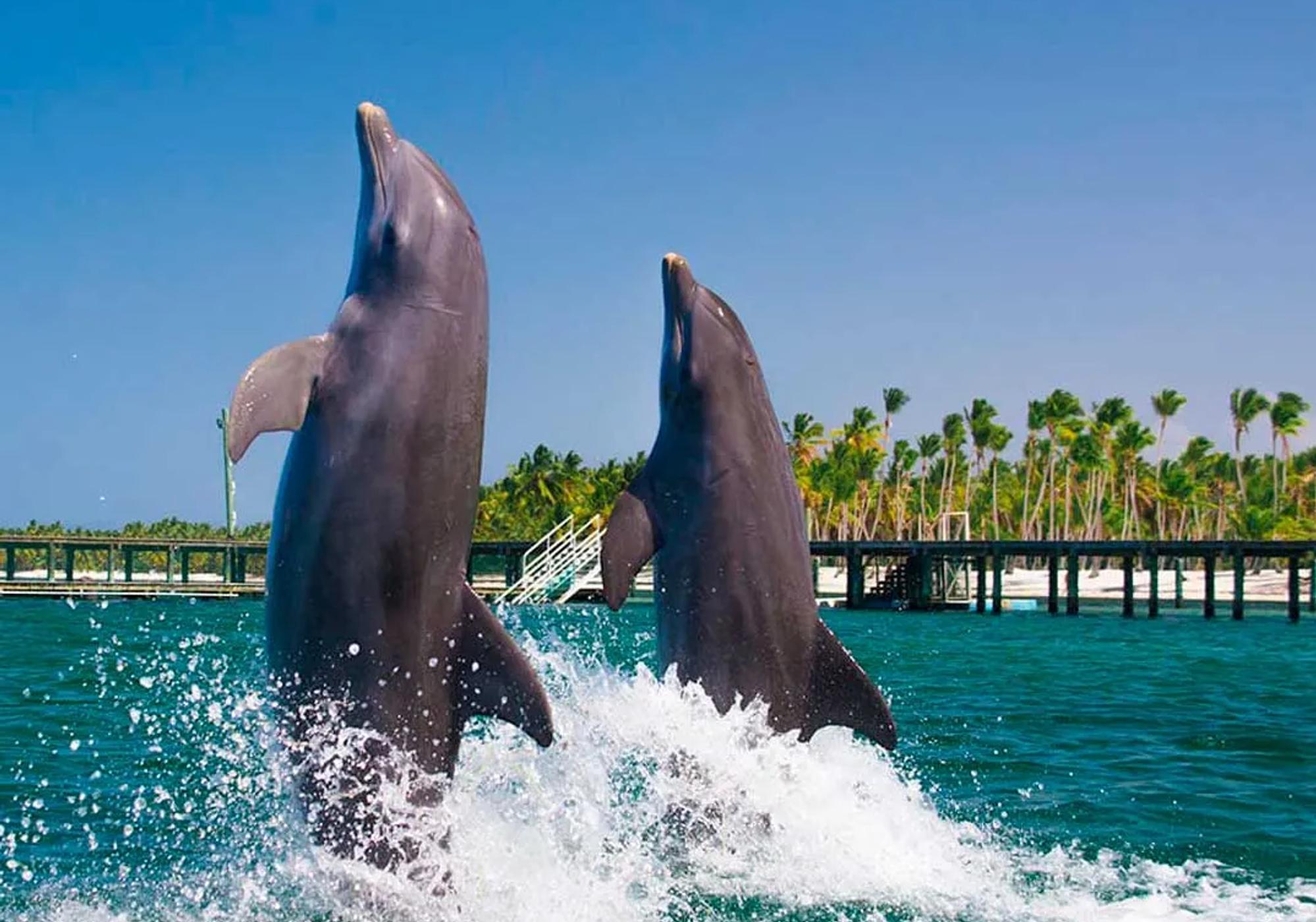 Swim with Dolphins Explorer gallery 4