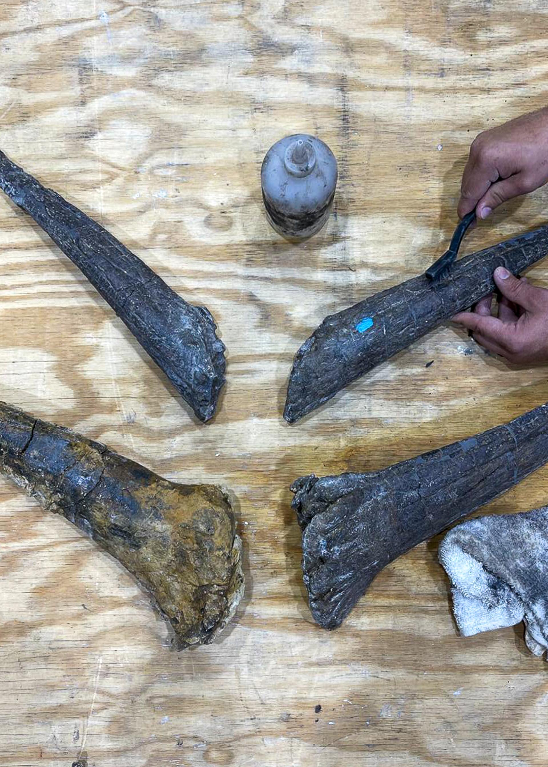 Hesperosaurus tail spikes intact in the lab.