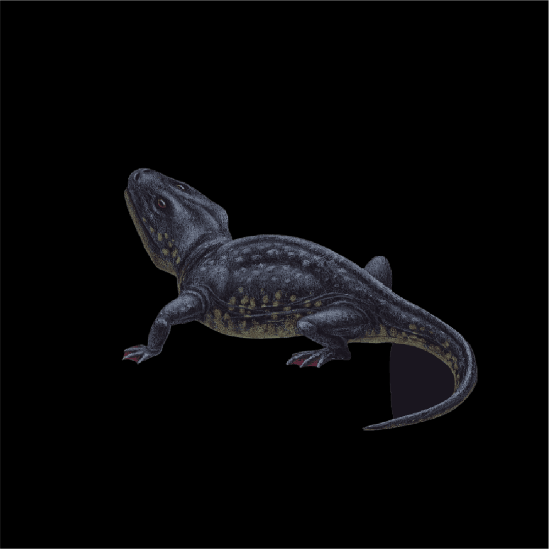 Here is an illustration of how a Sclerocephaulus is believed to have looked like.