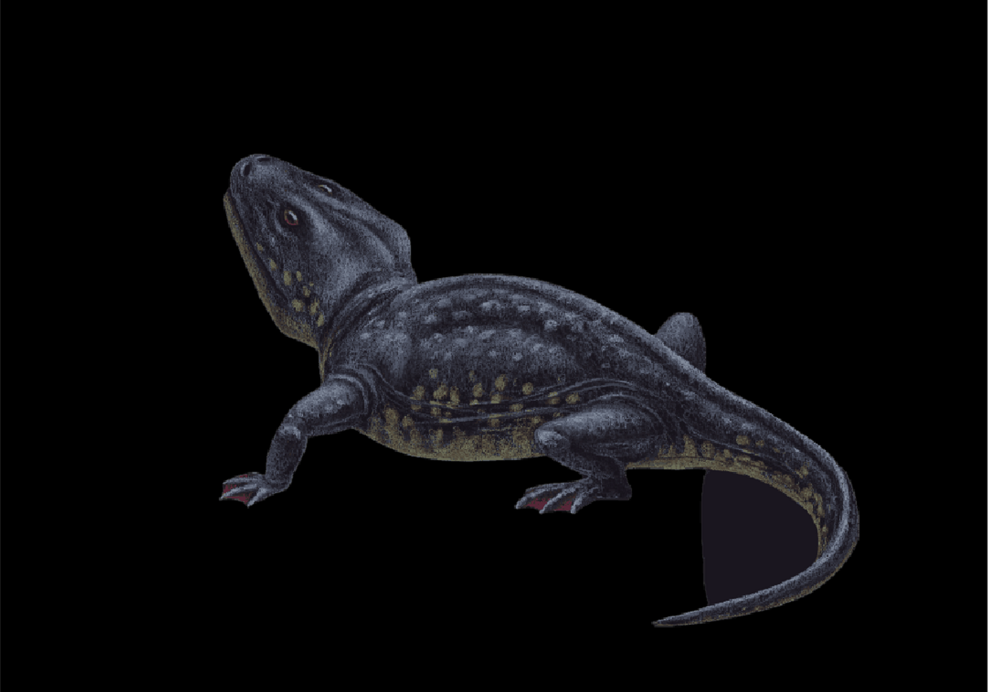 Here is an illustration of how a Sclerocephaulus is believed to have looked like.